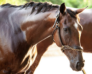 Close-up of the head of a Thoroughbred race horse getting a bath outdoors at a race track after...