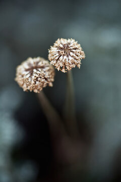 Extreme close-up of two dried Gray Santolina flowers (Santolina chamaecyparissus) on the bush