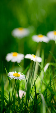 Fresh daisy flowers in spring