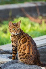 Bengal cat (Prionailurus bengalensis) beautiful street portrait on a sunny day.