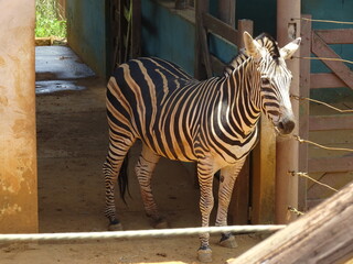 zebras in zoo