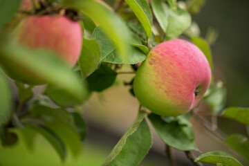Apples ripen on an apple tree on a summer day. Close-up, selective focus.