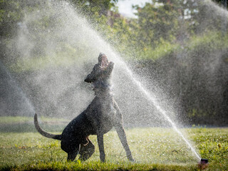 The dog is playing with a water jet - obrazy, fototapety, plakaty