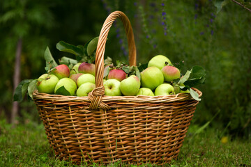 Ripe apples in a basket in the garden on a summer day. Harvesting, agriculture
