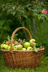 Ripe apples in a basket in the garden on a summer day. Harvesting, agriculture