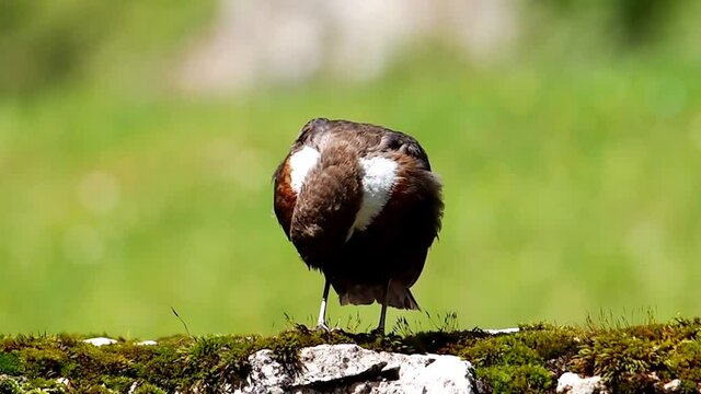 The White-throated Dipper grooming its feathers, Cinclus cinclus