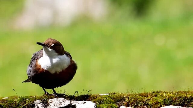 The White-throated Dipper grooming its feathers, Cinclus cinclus