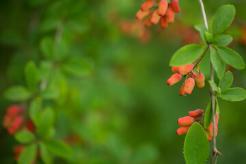 Beautiful branches of barberry with berries. Natural background, backdrop, selective focus, shallow depth of field