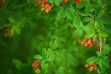 Beautiful branches of barberry with berries. Natural background, backdrop, selective focus, shallow depth of field