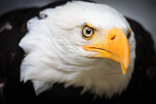 Bald Eagle Closeup