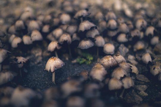 A solitary mushroom faces many