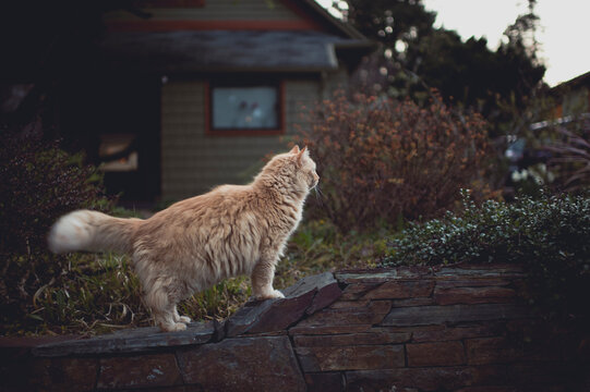 Cat profile looks territorially out at the neighborhood