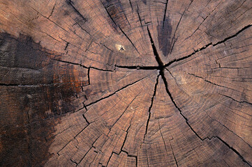 The abstract background of the old wooden surface is wet after rain. Closeup topview for artworks.