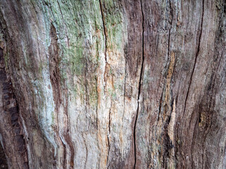 tree bark texture