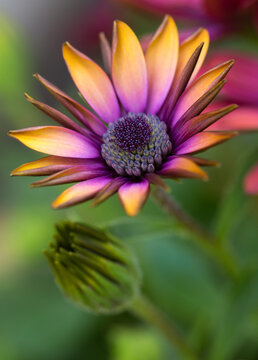 A colorful flower greeting the day