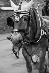 Obraz premium horse in Montreal