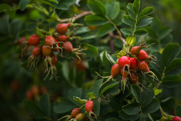 Rose hips ripen on the bush. Selective soft focus.