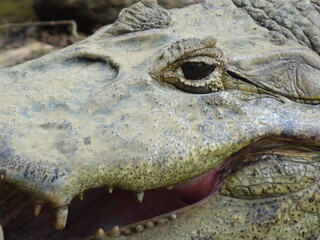 close up of a crocodile
