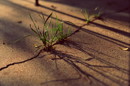 Grass sprouting through crack in concrete