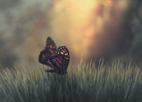 Fototapeta A monarch butterfly in tall green grass in front of an orange dusk
