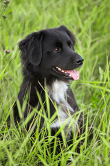 Portrait of a beautiful black mongrel dog in green grass close-up