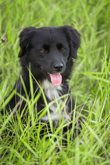 Portrait of a beautiful black mongrel dog in green grass close-up