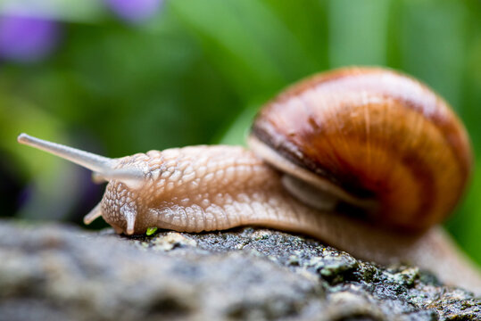 Macro of Burgundy snail (lat. Helix pomatia) crawling