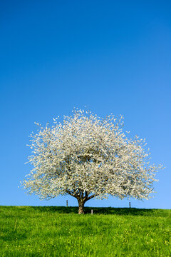 Blossoming tree in spring on green field with blue sky