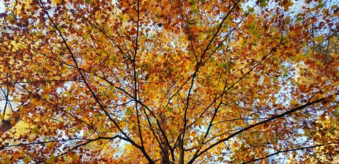 autumn leaves background