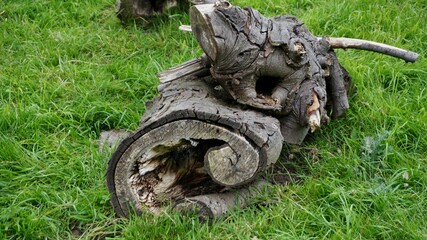 Fototapeta na wymiar tree, forest, nature, old, wood, bicycle, green, bike, roots, root, grass, park, trees, leaves, travel, wheel, reptile