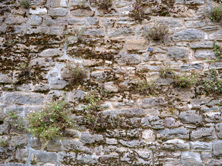 green plants on stone wall texture background