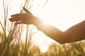 Female Hand Caressing High Grass