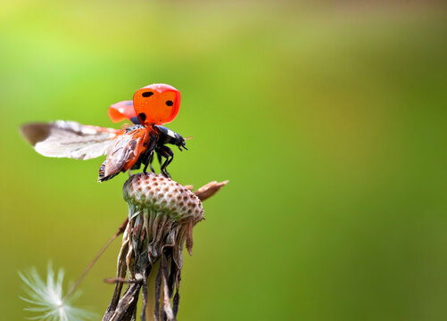 Ladybug Takeoff From Atop a Dandelion