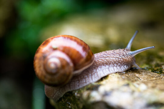 Macro of Burgundy snail (lat. Helix pomatia) crawling