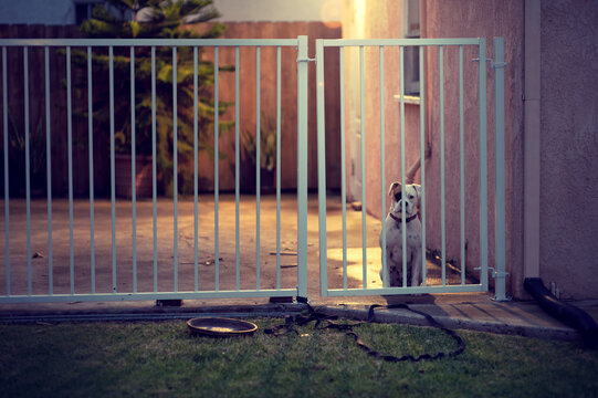 A lonesome boxer dog stares out from a gated yard at night