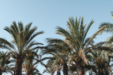 Fototapeta na wymiar blue sky with palm trees