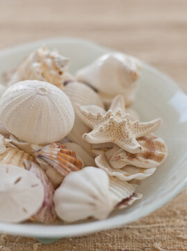 Assortment of shells in bowl