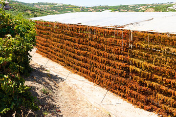 Sun raisings grapes drying hanging on special drying racks of Archanes region vineyards, Heraklion,...