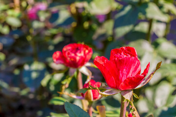 Red rose Bush. A beautiful scarlet rose blooms in the garden. Flowers in a flower bed.	

