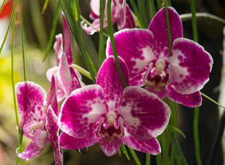 Floral. Closeup view of pink orchid flowers with white stains, blooming in the garden.
