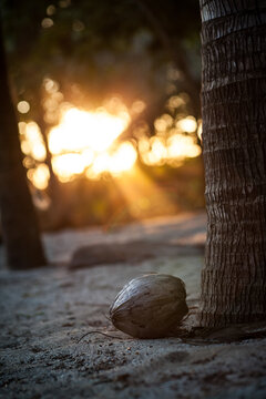 Coconut