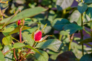 Red rose Bush. A beautiful scarlet rose blooms in the garden. Flowers in a flower bed.	
