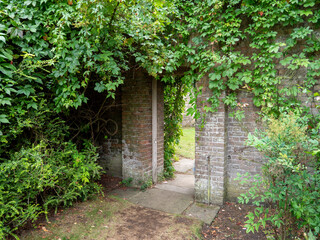 Naklejka premium old brick wall with ivy