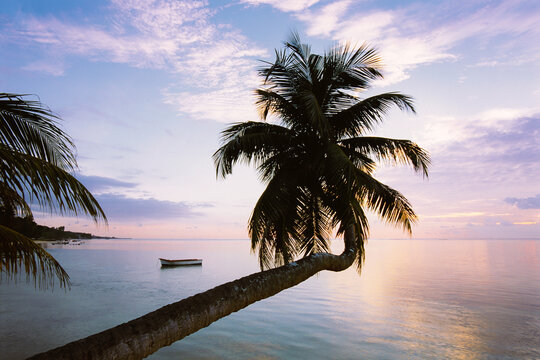 Leaning palm tree at sunset, Anse Severe, La Digue, Seychelles, Indian Ocean, Africa