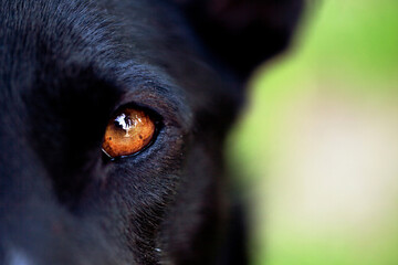 Extreme close-up of brown dog's eye loking straight at the camera