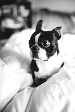 A boston terrier dog wrapped up in a fluffy duvet on a bed.