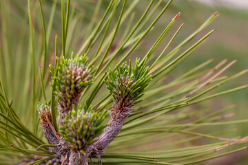 Naklejka na ściany i meble Pine branch. Macro photography of pine branches.