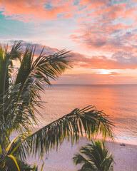 palm trees at sunset - obrazy, fototapety, plakaty