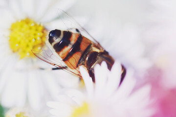 Macro catch of bee dipping into white Aster flowers and pink haze