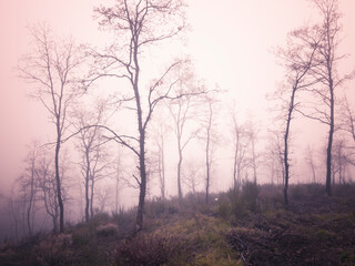 Forest in the fog